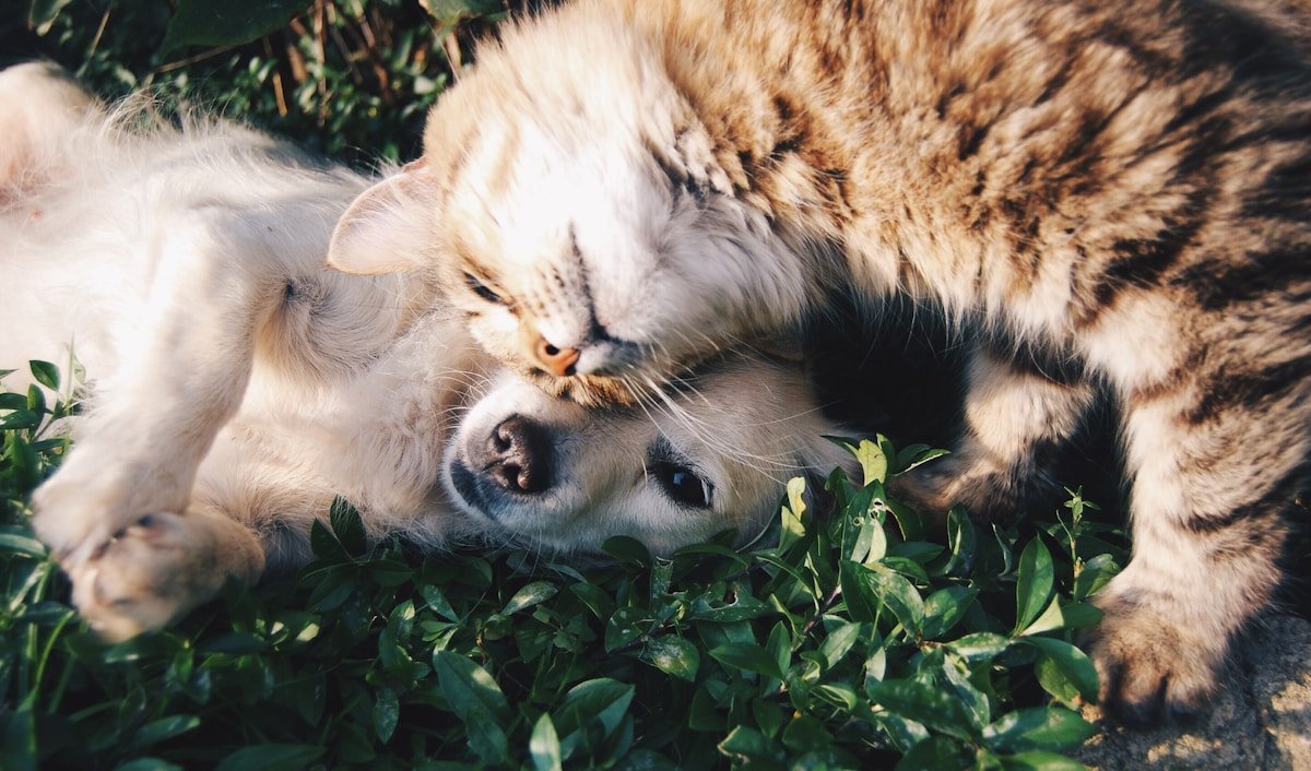 Sovelivee guest posting case study - pet care e-commerce